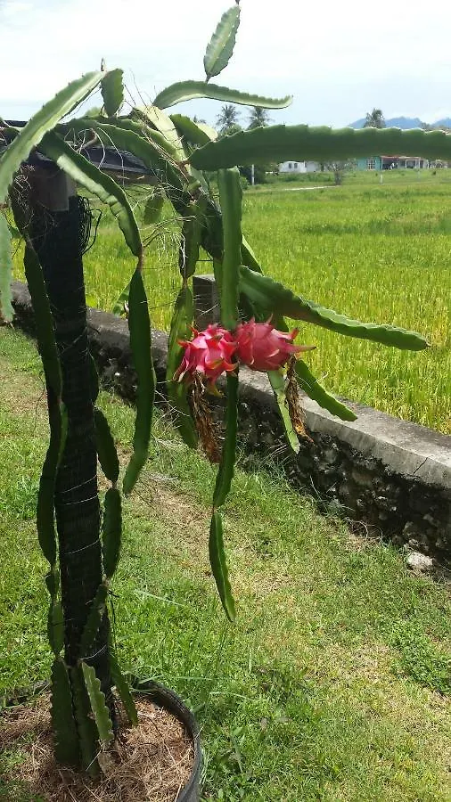 Tanabendang Banglos Pantai Cenang  Pantai Cenang (Langkawi)